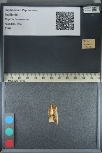 Media type: image;   Entomology 171522